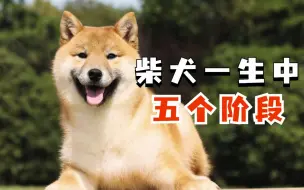 Download Video: 柴犬一生分为5个阶段，你家狗到哪个阶段呢？