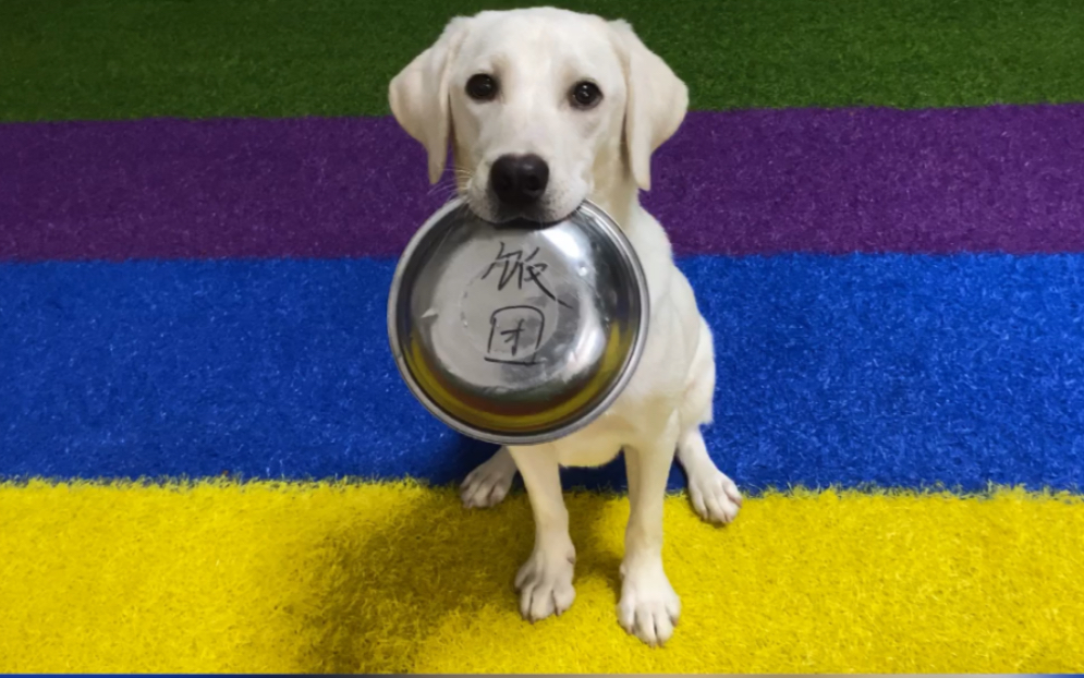 会叼食盆的狗子可爱吗