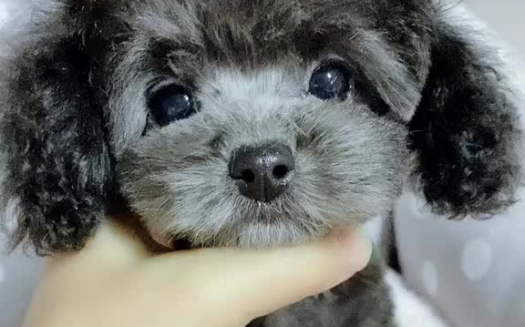 温柔乖巧的弟弟灰泰迪 泰迪 萌宠 宠物 狗狗 茶杯犬 贵宾犬 狗狗歪头杀_哔哩哔哩_bilibili