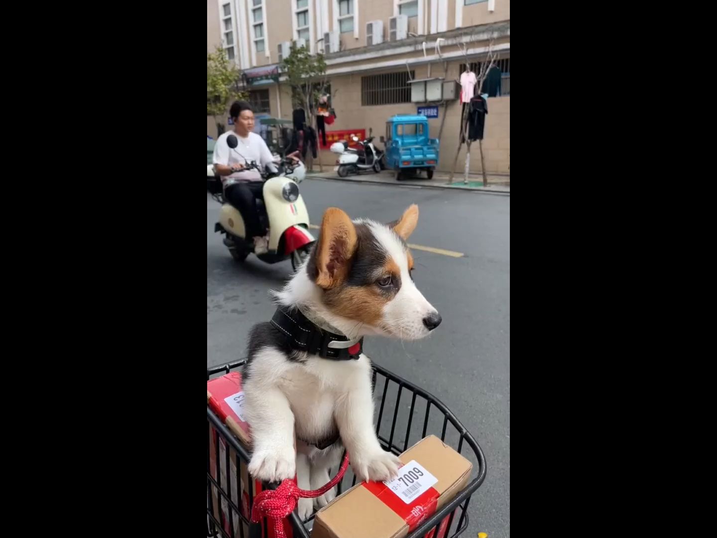 短腿柯基没人拒绝得了小狗狗