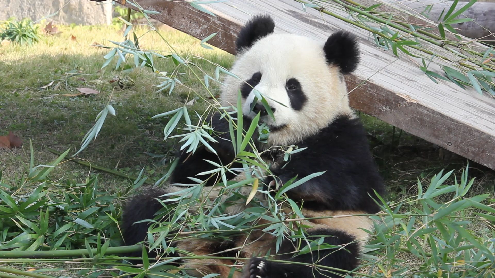 【大熊猫雪宝】挑挑拣拣吃竹子 眼睛滴溜溜乱转
