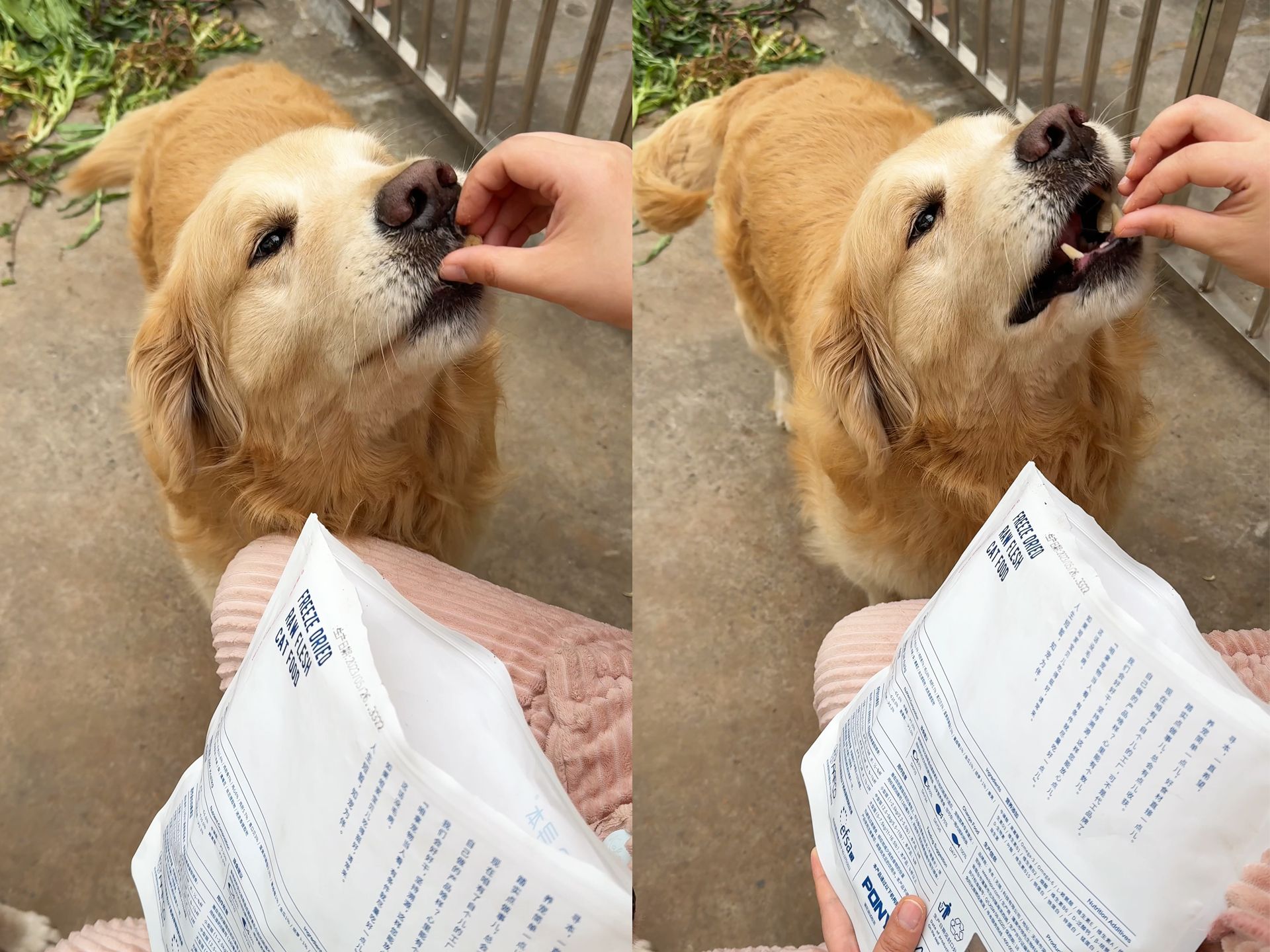 狗狗快乐吃零食