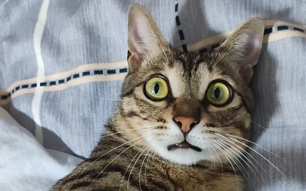小猫一脸震惊是在玩哦~不是在害怕