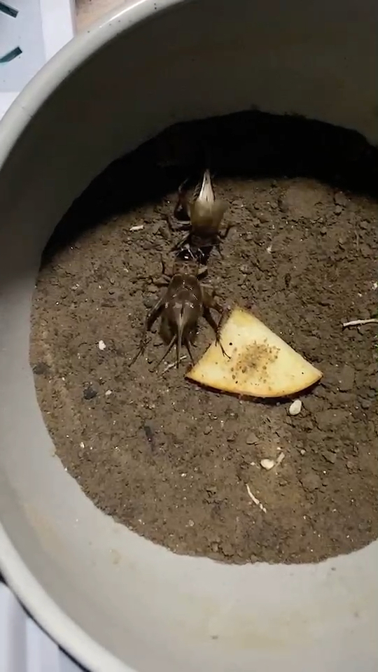 又到了玩虫的季节斗油葫芦的好处就是它们