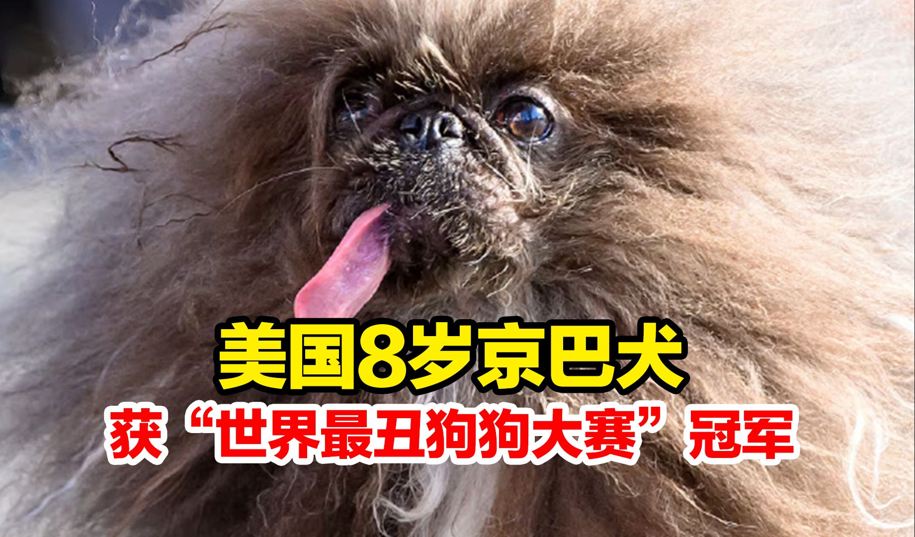 美国8岁京巴犬获“世界最丑狗狗大赛”冠军哔哩哔哩bilibili