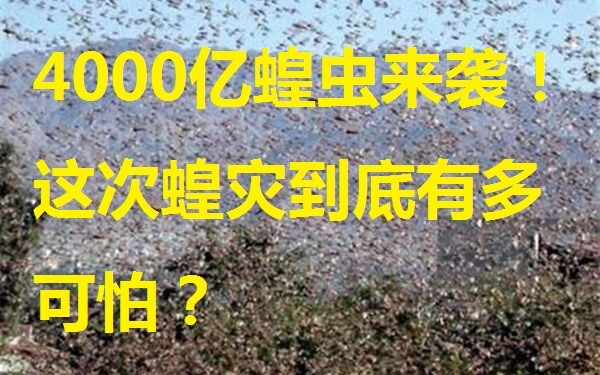 4000亿只蝗虫来袭,这次蝗灾到底有多可怕?哔哩哔哩bilibili