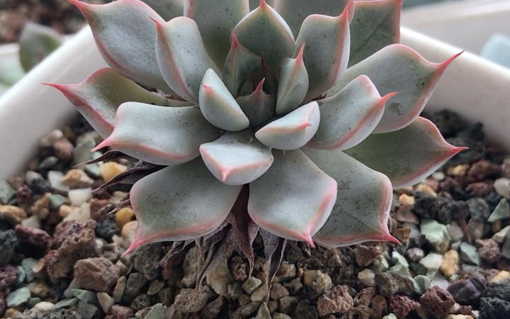 多肉植物 粉爪 echeveria02texensis rosea 中小型品种