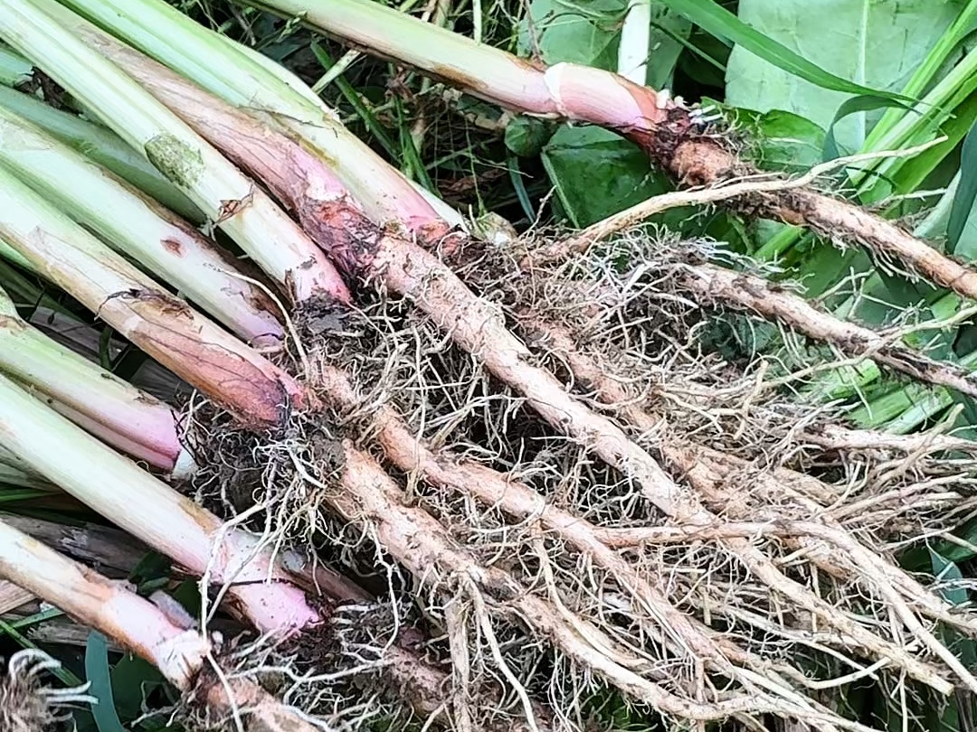 野波菜又称土大黄,红筋大黄,村里人遇见都会把它采收回家
