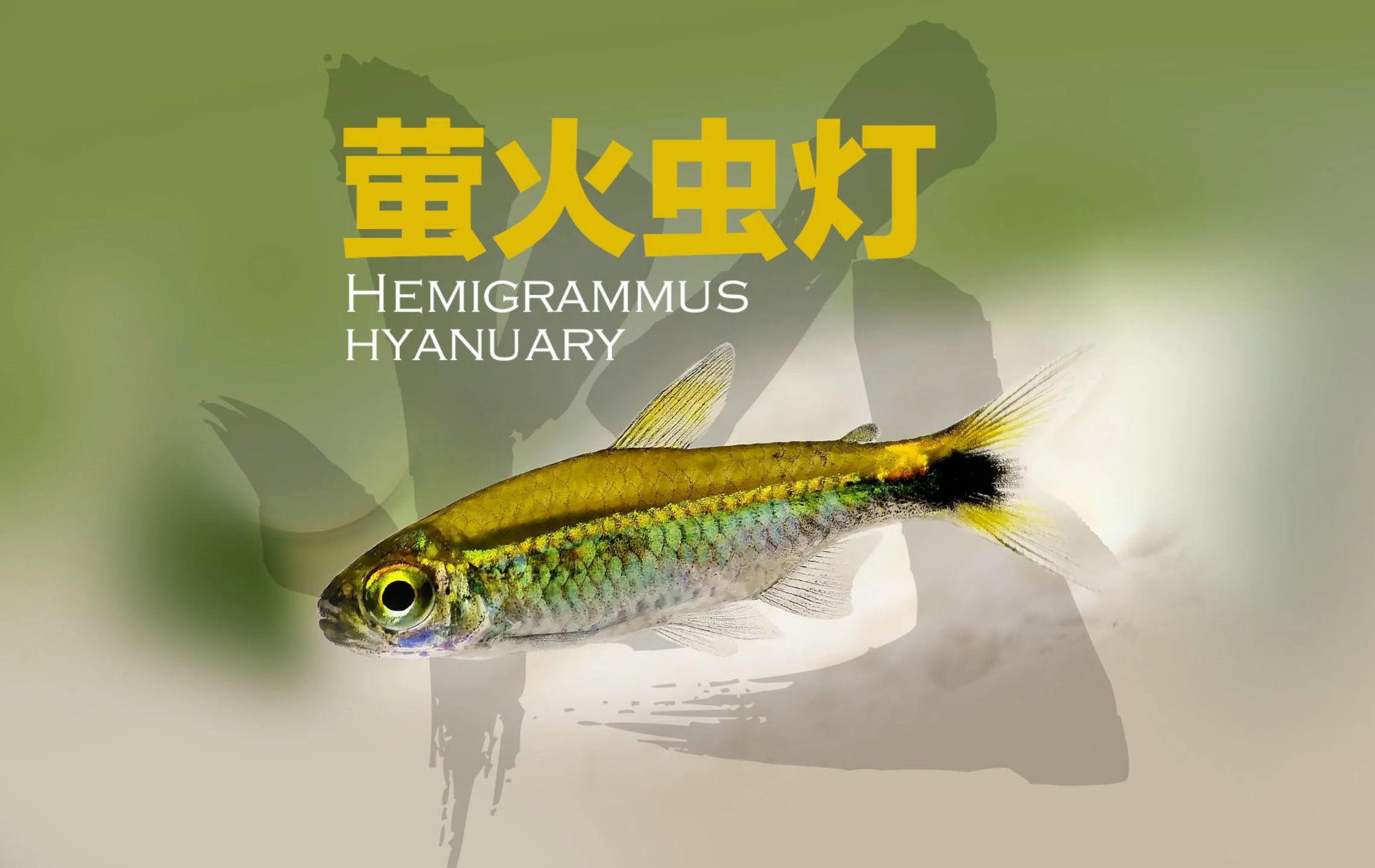 萤火虫灯Hemigrammus hyanuary哔哩哔哩bilibili