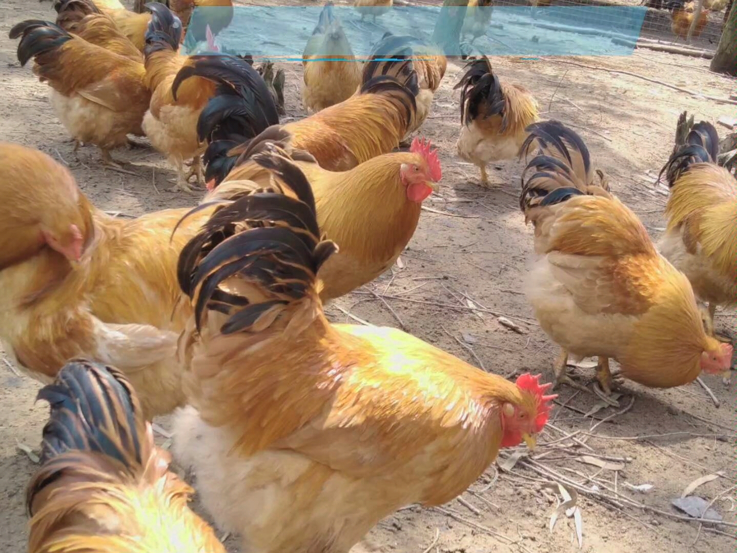 正宗走地鸡阉鸡太监鸡农家散养土鸡扇鸡跑山鸡三黄鸡新鲜