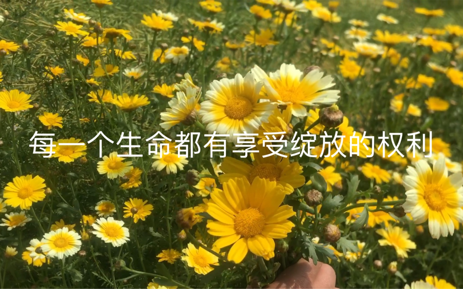 茼蒿花,它像向日葵,却是绽放光芒的自己……哔哩哔哩bilibili