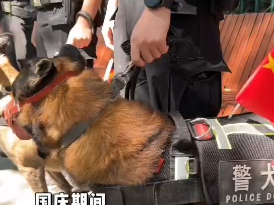 国庆期间,常宁公安携带警犬,联合武警官兵开始联勤巡逻,安全感爆棚.#警犬成团宠 #常宁公安 #警犬 #国庆我在岗 #守护平安哔哩哔哩bilibili