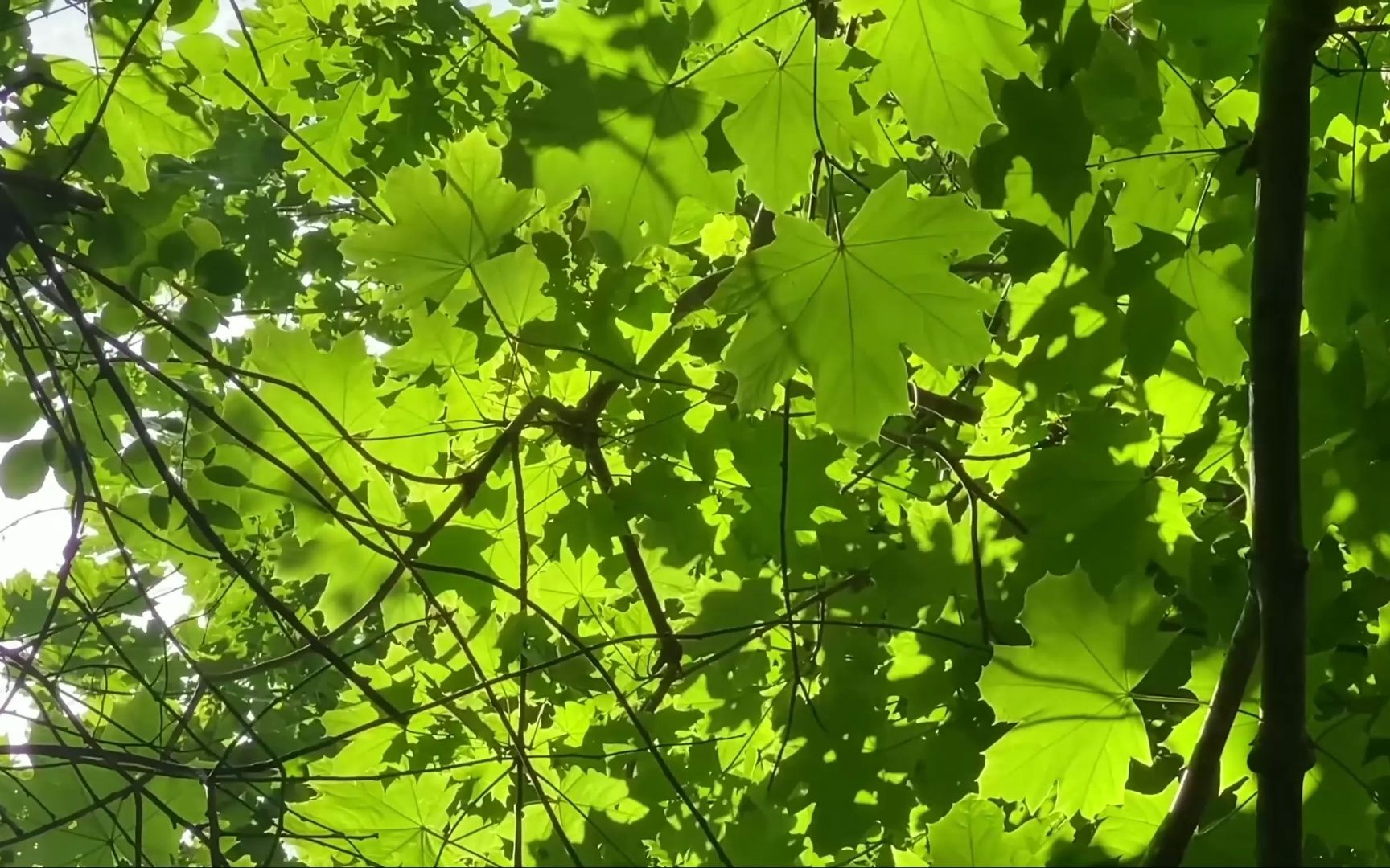 [图]树叶阳光风声|自然声|2K，静静躺在树荫底下看着阳光听风吹树叶惬意安静，午睡_自用