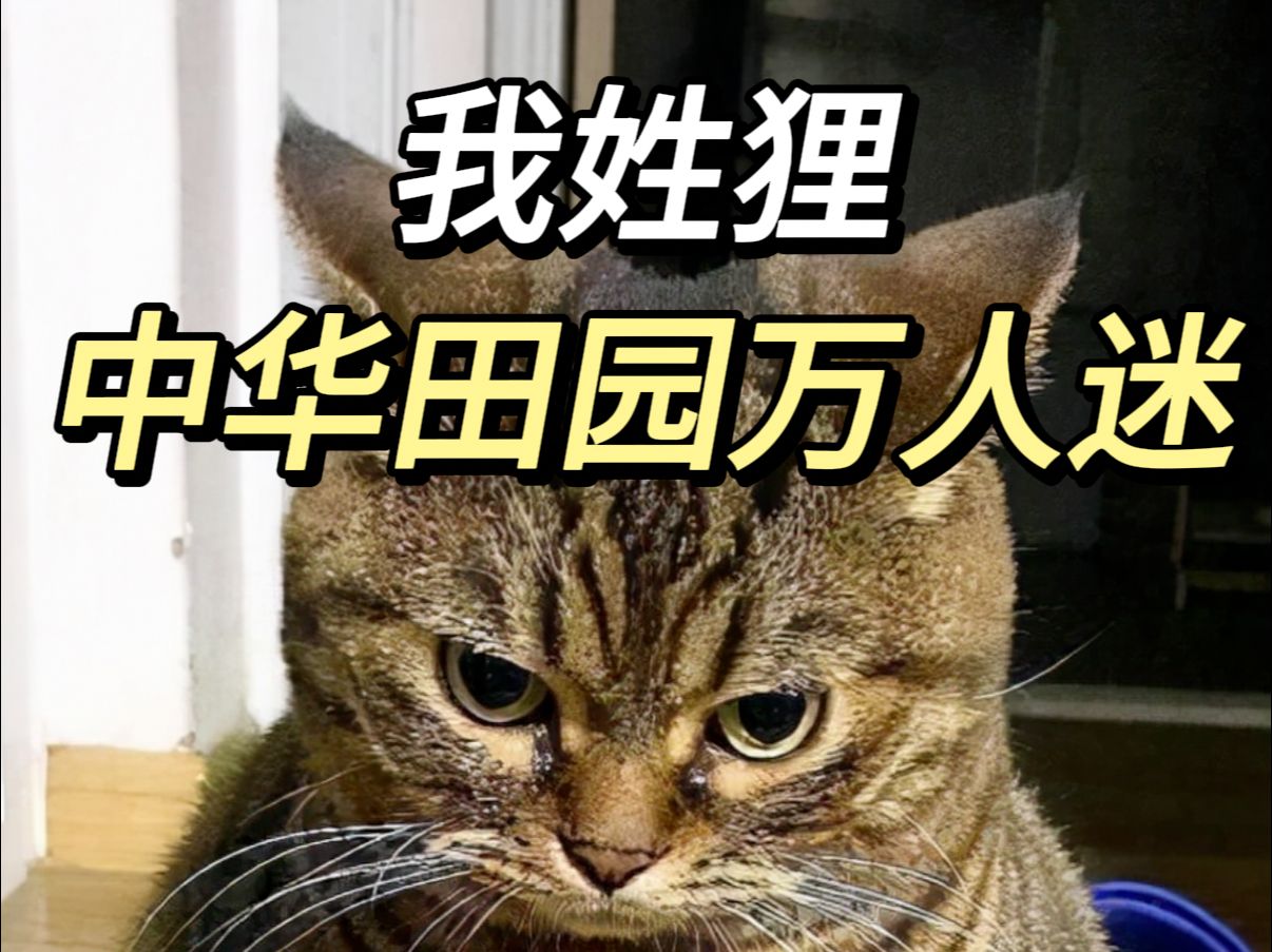 养狸花猫的好与坏哔哩哔哩bilibili