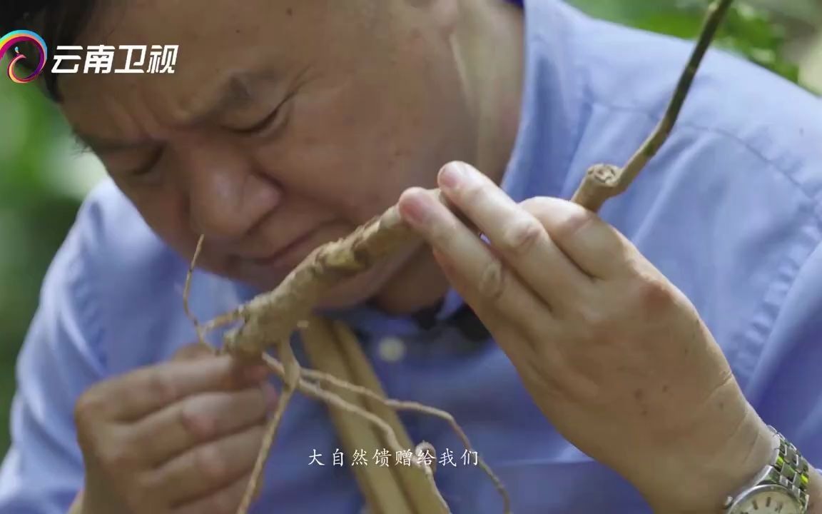 [图]被称为“彝药李时珍”！九十岁老彝医熟知千种药材，花式火疗法惊艳众人【滇南本草】