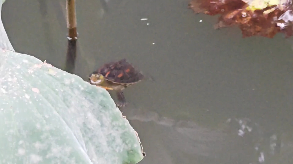 公园里的中华花龟,巴西龟,花草杂交龟.