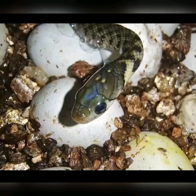 蛇仔鱼繁殖图片