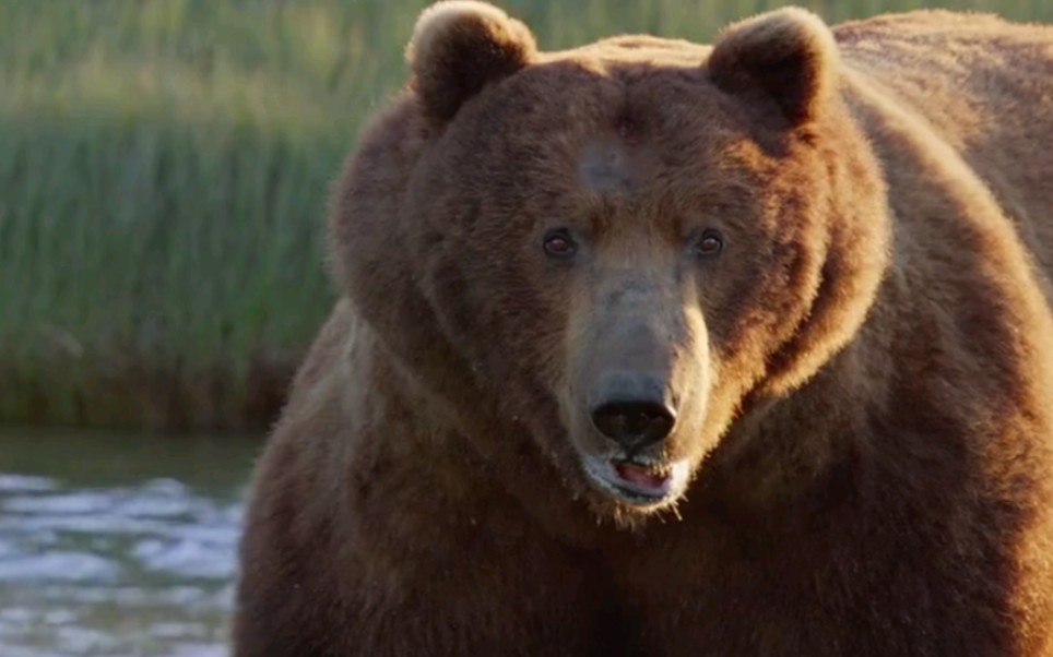 阿拉斯加棕熊:当身形巨大的公棕熊带着超强气场出现的时候,其他的熊