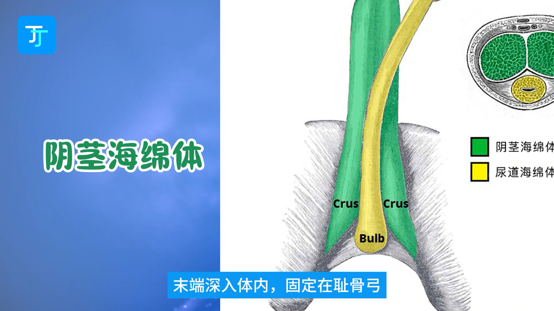 一张图,带你认识“丁丁海绵体”哔哩哔哩bilibili