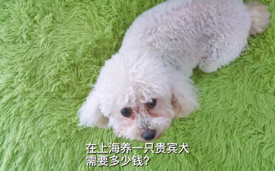 【贵宾犬】在上海养一只贵宾犬需要多少钱?哔哩哔哩bilibili