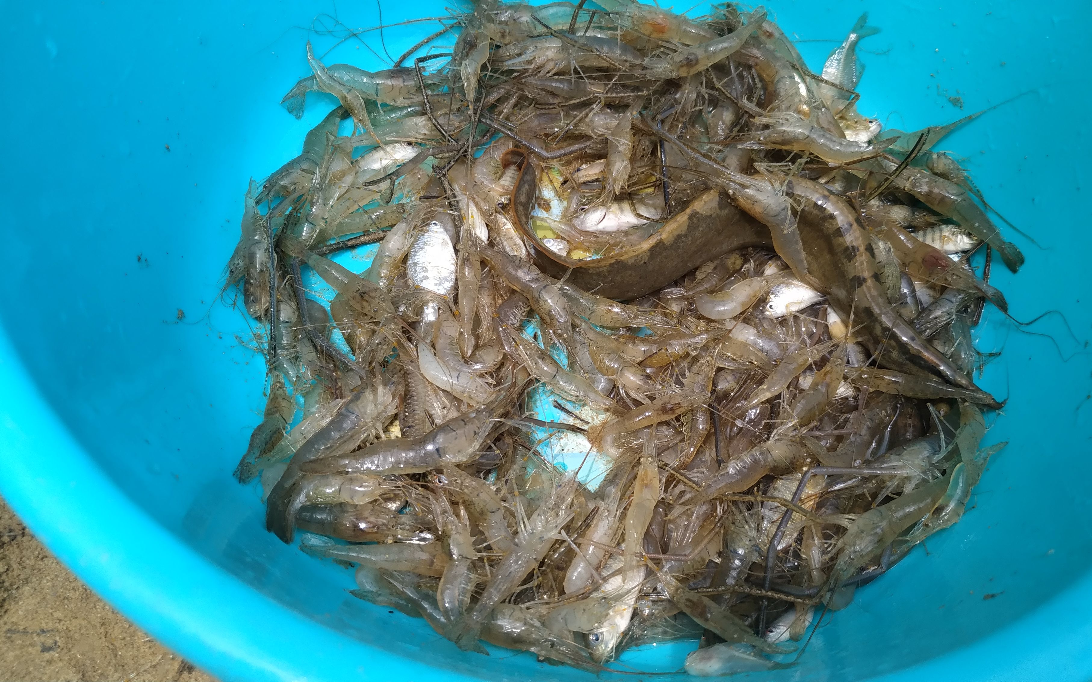 《中华棘鳅》网友说200多块一斤还是有价无市,至今还不能人工繁殖和