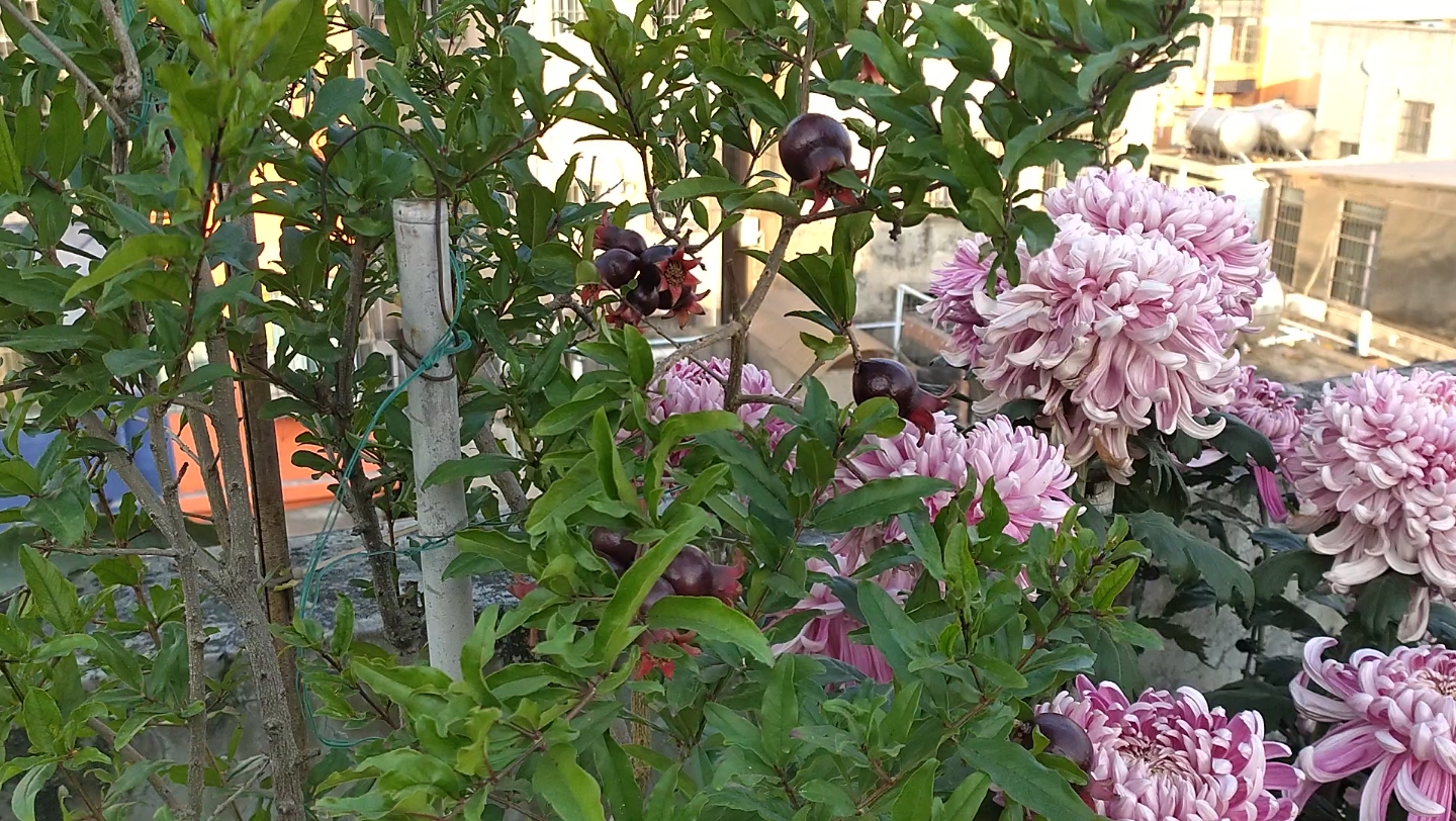 秋冬季节的紫玉石榴