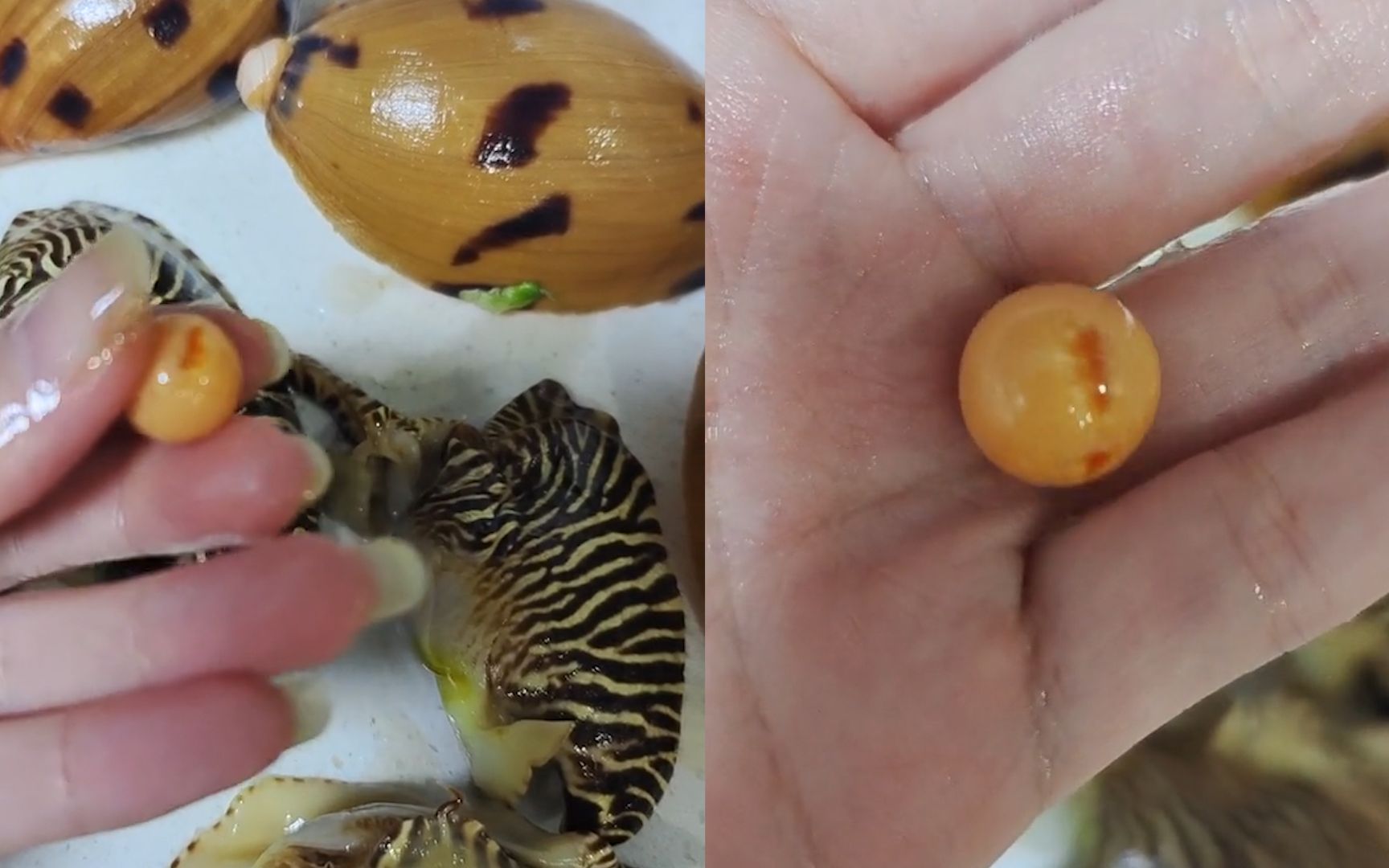 女子网购椰子螺吃出罕见"美乐珠",称重4.52克超罕见:老值钱了