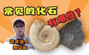 Download Video: 小心！这些化石就在你身边！