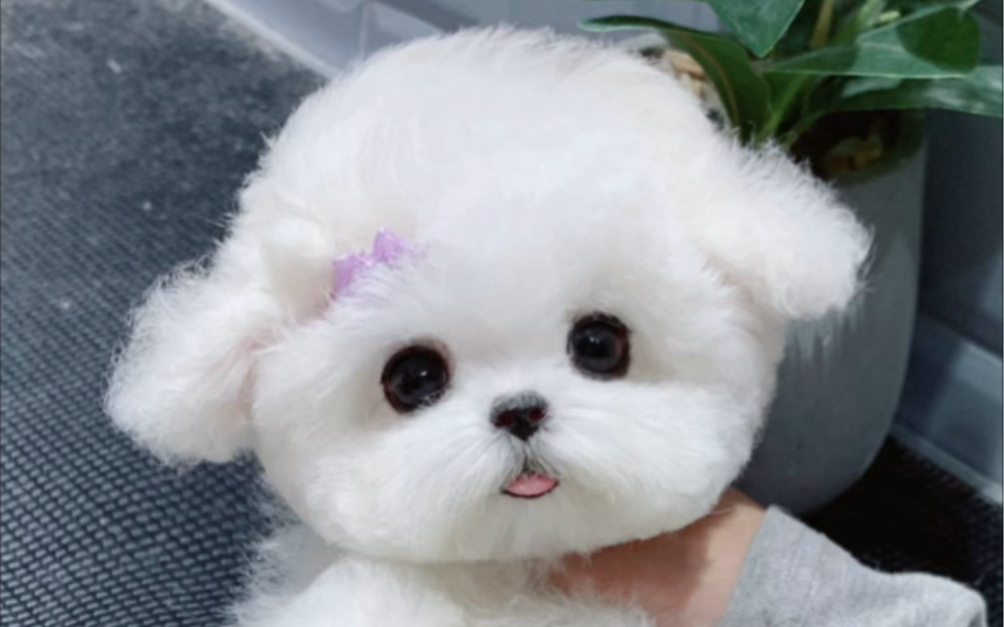 真的可爱99啦,好想养一只比熊啊#比熊 #萌宠出道计划 #韩系小体比熊