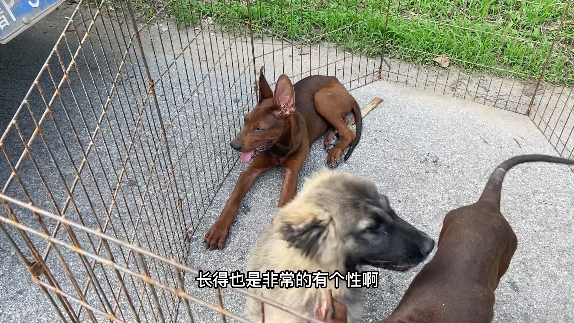 今天帮广西大哥找一只爆红马犬,看到一窝精品的边牧花型真是完美_哔哩