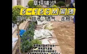 Download Video: 要想草坪长的好，铺沙少不了，关注我，让你了解如何铺沙#初见园林 #大量供应绿化苗木供应 #草皮知识 #草坪铺设