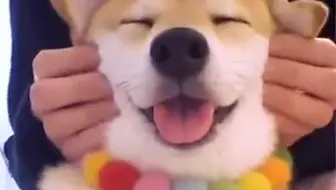 原因是因为它不可爱 为什么要带着狗的样子呢 对于每一个小家伙 他们会超级可爱 每当他们有他们的主人的爱 欢迎来到萌宠萌物大全中心 哔哩哔哩 Bilibili