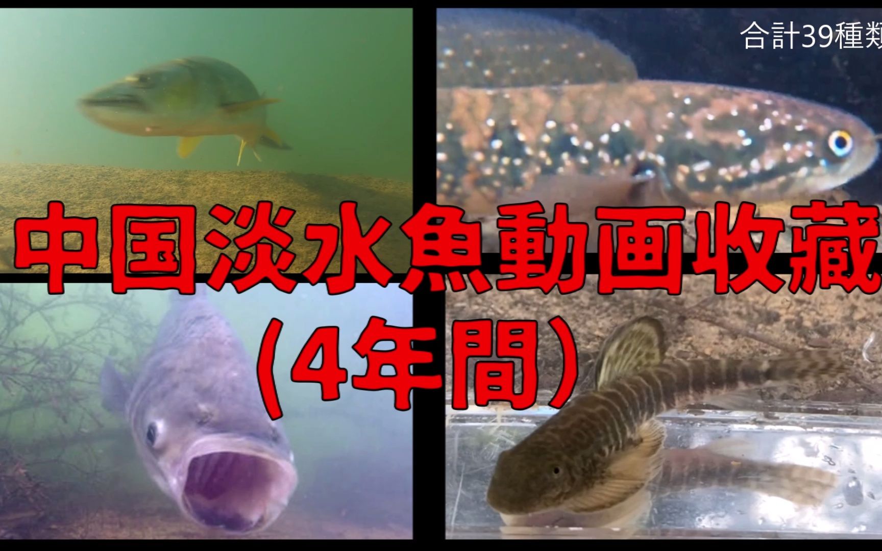 [图]中国淡水魚動画收藏4年