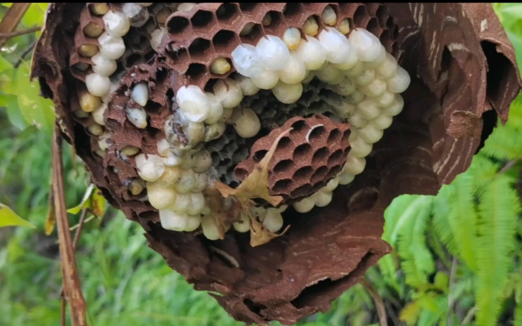 这窝拟金环胡蜂(厚皮壳蜂),距离太近,还没上标就找到了_哔哩哔哩_bili