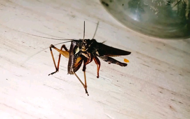 寰螽吔伤残斑腿蝗_哔哩哔哩_bilibili