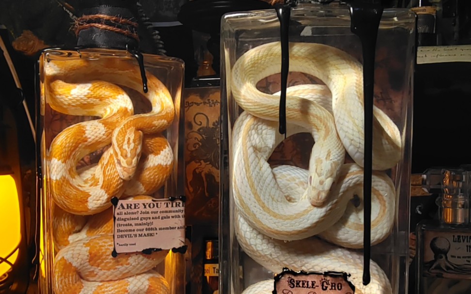 "翼火-素金"蛇标本【重度】