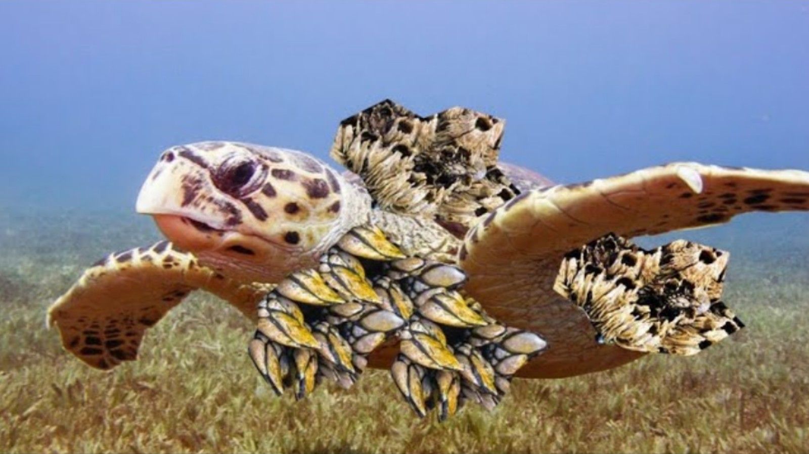 藤壶灭杀拯救龟龟大行动 16