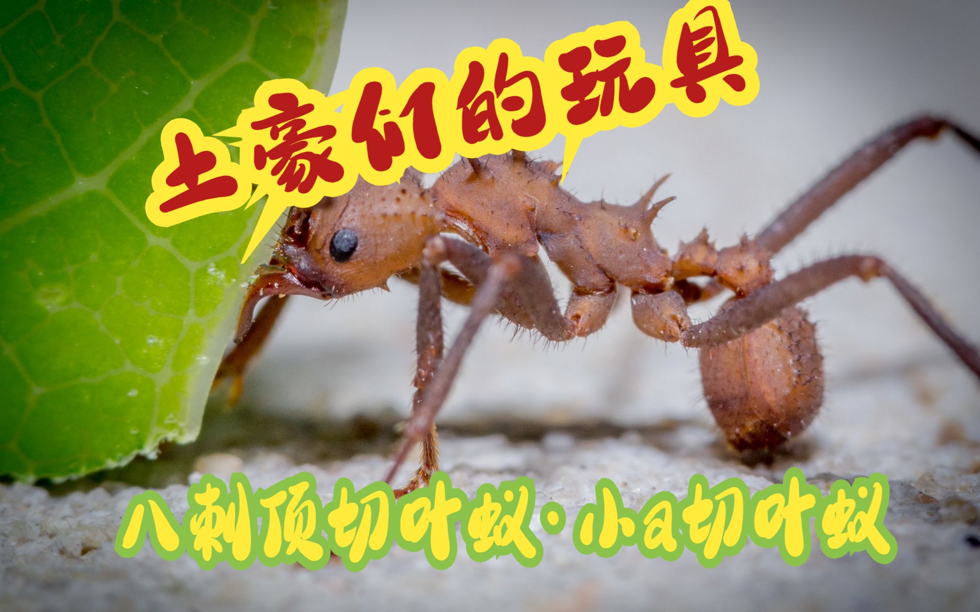 知道什么叫做豪蚁么?2.八刺顶切叶蚁(Acromyrmex octospinosus)小a切叶蚁哔哩哔哩bilibili