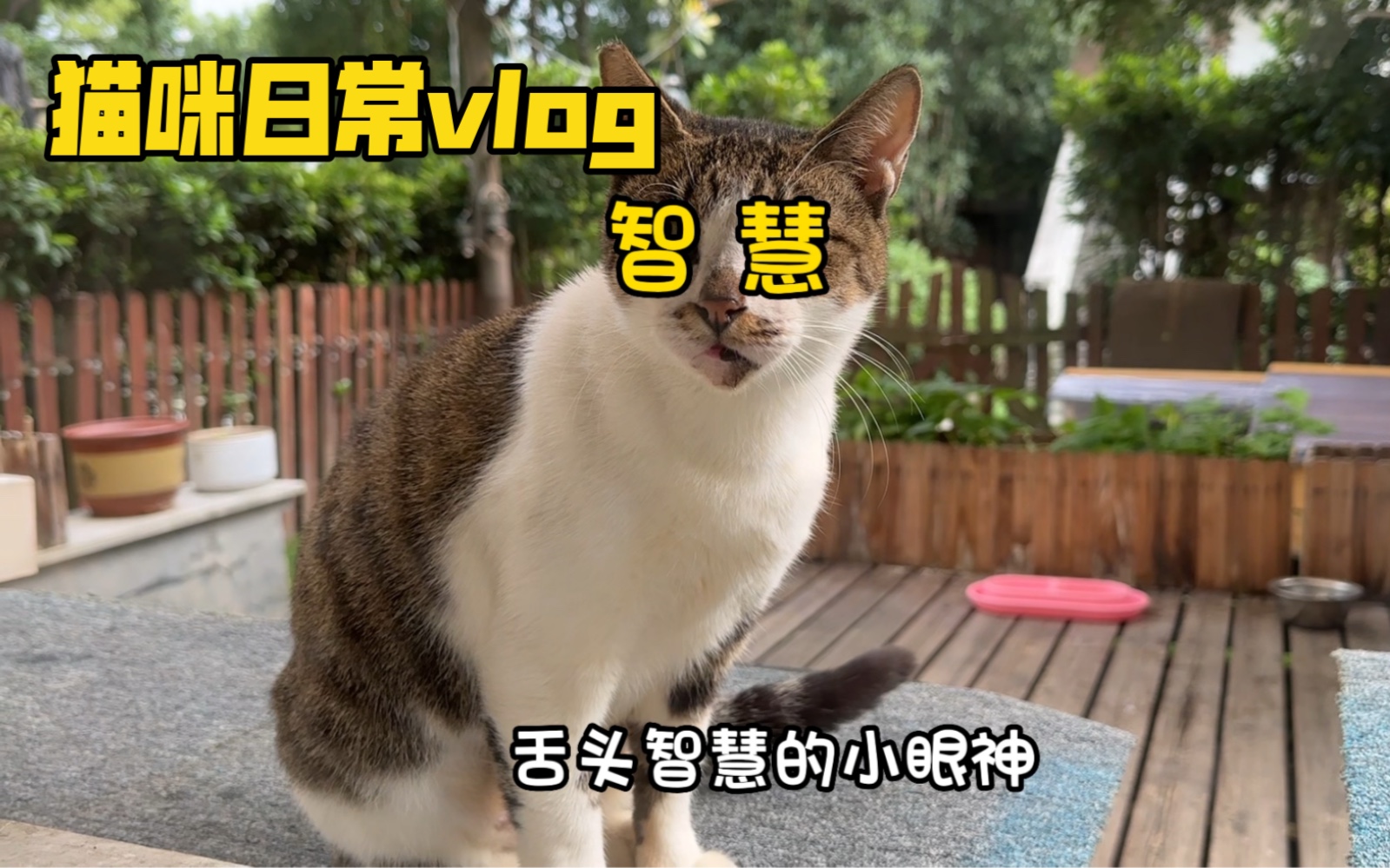 猫咪日常vlog 纯纯纯猫咪日常哔哩哔哩bilibili