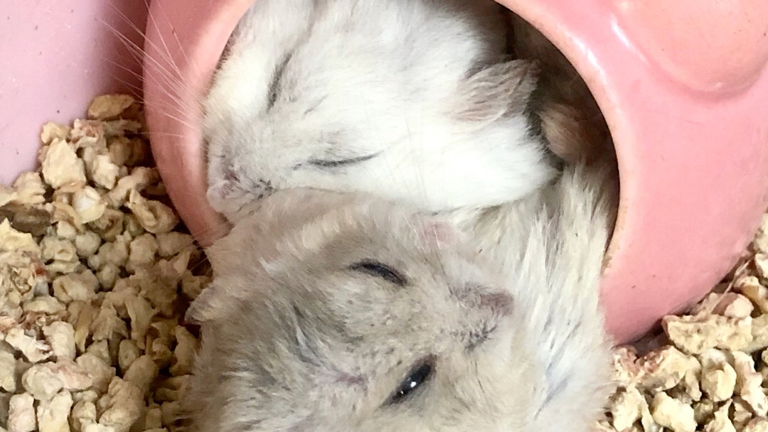 布丁仓鼠的销魂姿势