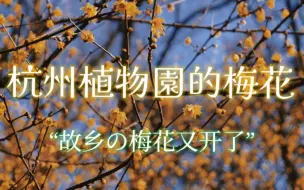 杭州植物园の梅花又开了，在灵峰探梅丛丛梅花中，来一场沉浸式的游览....（开头松下G95D防抖确实强）