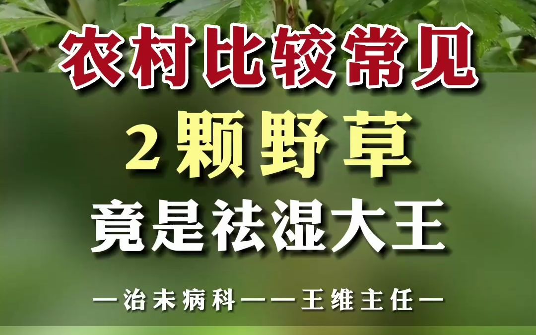 农村比较常见 2颗野草 竟是祛湿大王哔哩哔哩bilibili