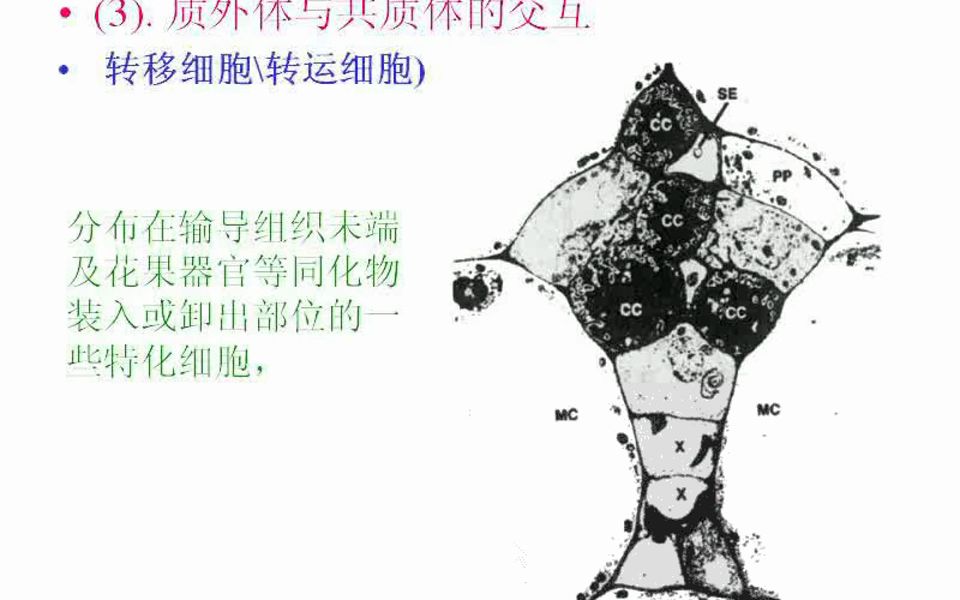 植物生理学及实验第1314讲浙江大学植物生理学及实验哔哩哔哩bilibili