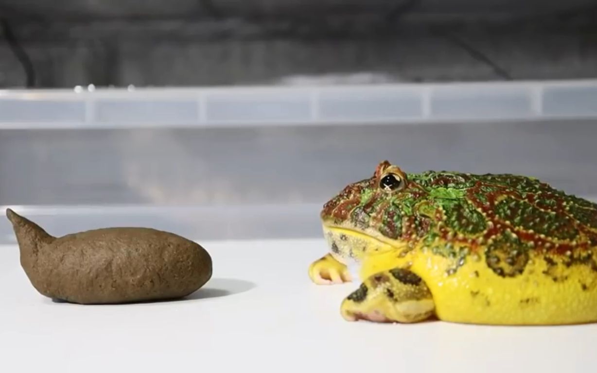 [图]给青蛙吃真实的大便，结果真是太可爱了！（其实是揉成一团的食物）