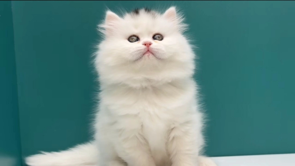 601柜(带帽)纯白长毛弟弟