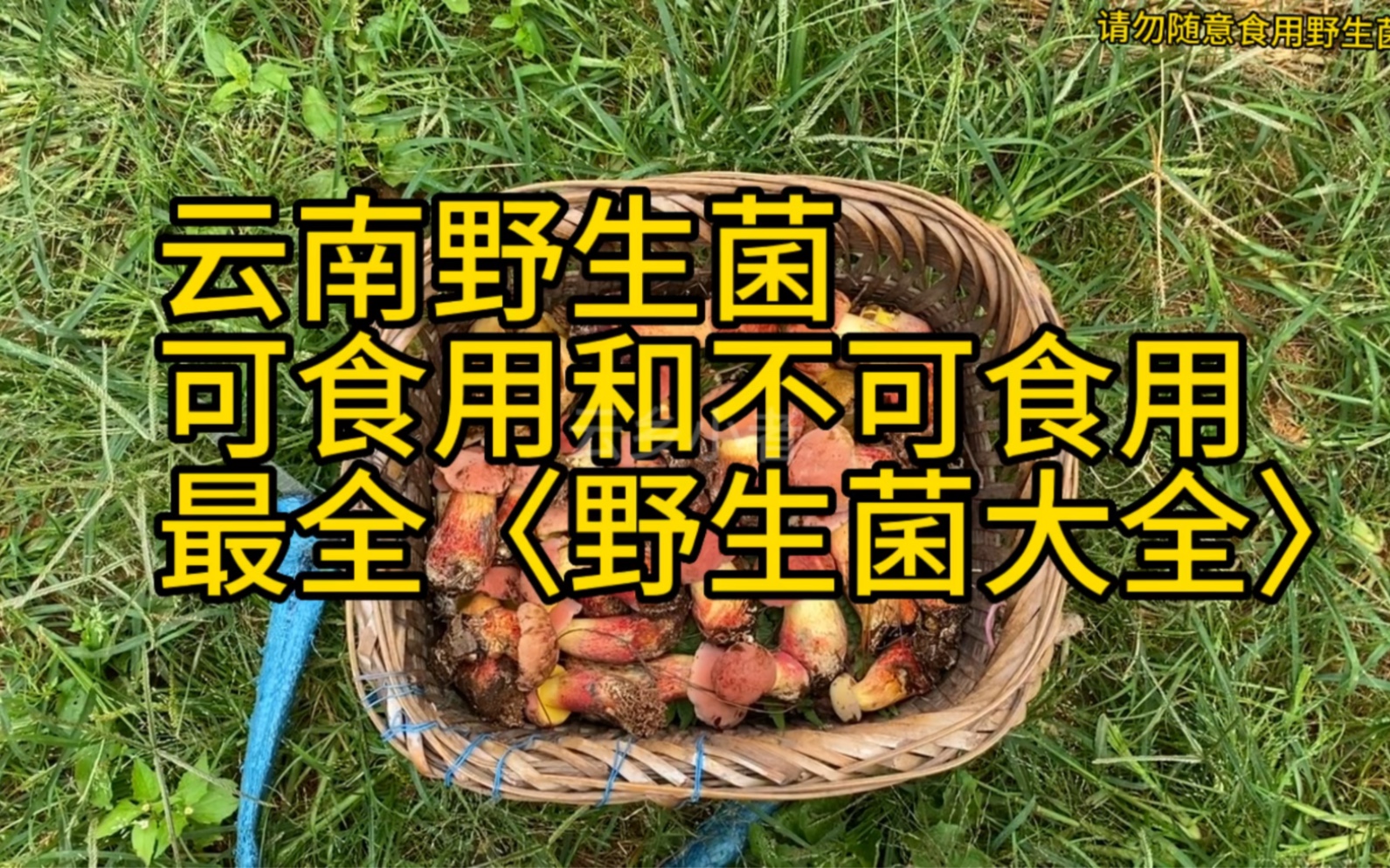 云南野生菌大全,希望能帮助不认识野生菌的你!各地方叫法可能不同,欢迎评论哔哩哔哩bilibili