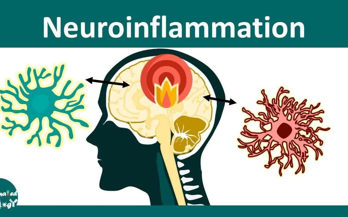 【中英文字幕】神经炎症 02小胶质细胞在神经炎症中的作用
