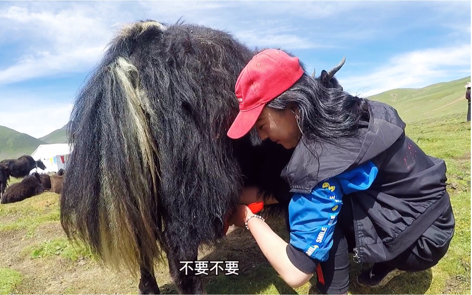 [图]到草原牧民朋友家做客，体验挤牛奶遭拒绝