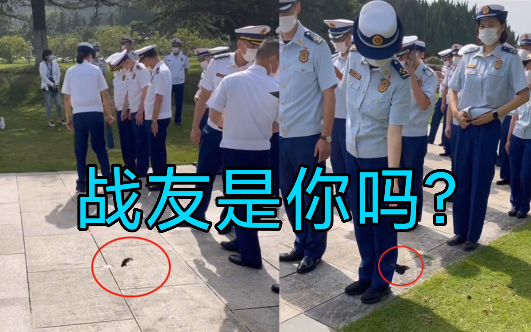 [图]消防员烈士纪念活动上，一只蝴蝶久久不愿离去，网友:英雄归队了