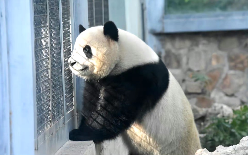 西直门三太子萌兰